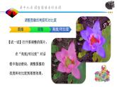 调整图像色彩色调PPT课件免费下载