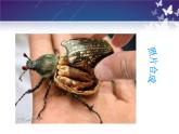 桂科版七年级下册信息技术 3.1认识画笔 课件