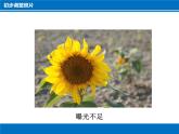 科学版七年级下册信息技术活动1 拍摄调整照片PPT课件