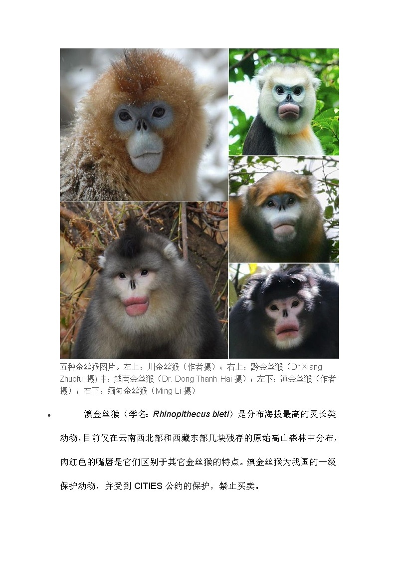 金丝猴文字素材第2页