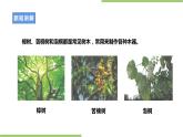 项目二任务一《个性樟木条的制作》课件+教案＋素材