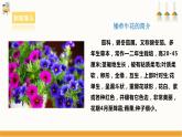 【浙教版】七下劳动  项目二任务一《花卉的播种繁殖》（课件+教案）