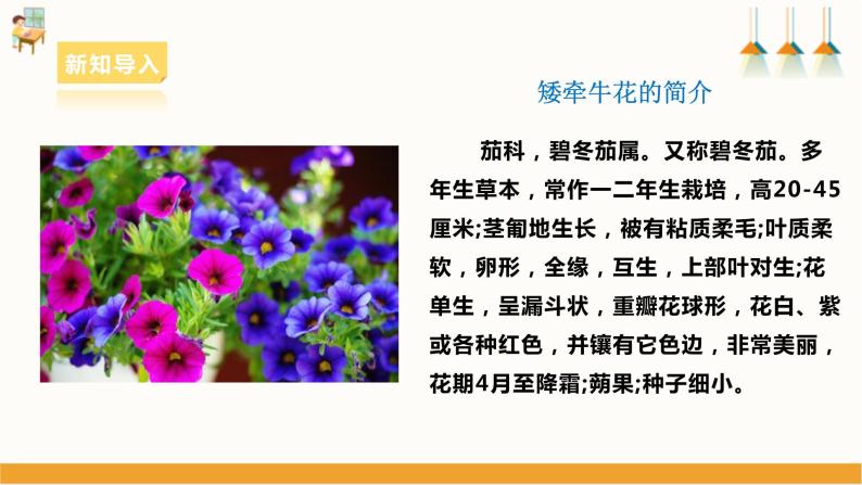 【浙教版】七下劳动  项目二任务一《花卉的播种繁殖》（课件+教案）04