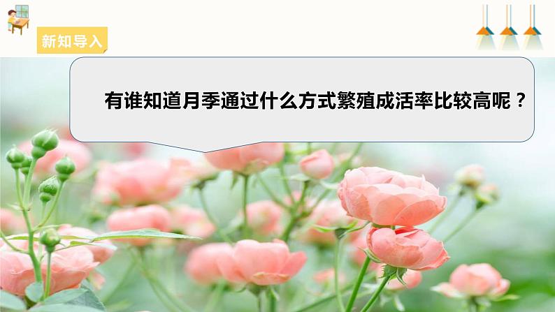 浙教版七下项目二任务三《花卉的扦插繁殖》课件04