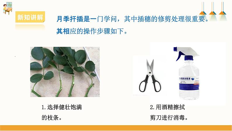 浙教版七下项目二任务三《花卉的扦插繁殖》课件08