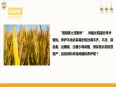 浙教版劳动八下项目二任务一《家乡农作物种植》课件