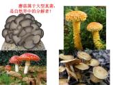 鲁教版初中劳动技术 孢子画制作课件