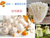 鲁教版初中劳动技术 孢子画制作课件