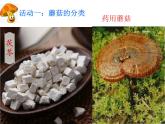 鲁教版初中劳动技术 孢子画制作课件