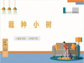 【核心素养目标】人教版七下劳技  项目八《栽种小树》课件+教案