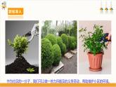 【核心素养目标】人教版八上劳技  项目八《修剪绿植》课件＋教案+素材