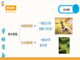【核心素养目标】人教版八上劳技  项目八《修剪绿植》课件＋教案+素材