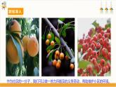 【核心素养目标】人教版八上劳技  项目九《体验果实采收》课件＋教案+素材
