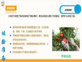 【核心素养目标】人教版八上劳技  项目九《体验果实采收》课件＋教案+素材