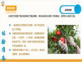 【核心素养目标】人教版八上劳技  项目九《体验果实采收》课件＋教案+素材