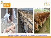 【核心素养目标】人教版七上劳技  项目一0《体验饲养员工作》课件＋教案+素材