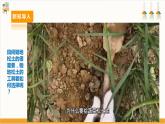 【广州版】八下劳技  主题一 锄地松土不怕累（第二课时）课件＋教案+素材