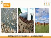 【广州版】九下劳技  主题三 动物养殖快乐多（第一课时） 课件＋教案