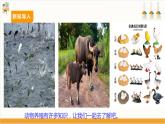 【广州版】九下劳技  主题三 动物养殖快乐多（第二课时）课件＋教案+素材