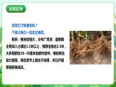 【核心素养目标】人教版劳动教育八年级下册 劳动项目六《种植番茄》课件+教案+素材+素材