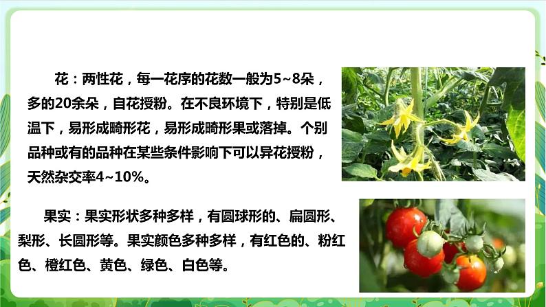 【核心素养目标】人教版劳动教育八年级下册 劳动项目六《种植番茄》课件第6页