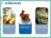 湘教版初中全一册劳动技术 第二单元 食品与烹饪 第七课 烹任白切鸡 课件