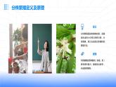 浙教版七年级下册劳动技术 项目二 任务二《花卉的分株繁殖》课件