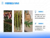 浙教版七年级下册劳动技术 项目二 任务三《花卉的扦插繁殖》课件