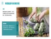 浙教版七年级下册劳动技术 项目一 任务二《学做青团》课件