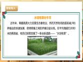 【核心素养目标】湘人版七下劳技   任务三 项目二《植物水培技术》课件+教案+素材