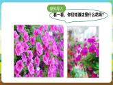 浙教版七下劳动 项目二任务一《花卉的播种繁殖》课件+教案