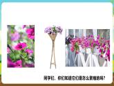 浙教版七下劳动 项目二任务一《花卉的播种繁殖》课件+教案