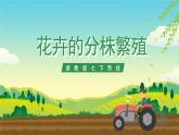 浙教版七下劳动 项目二任务二《花卉的分株繁殖》课件+教案