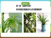 浙教版七下劳动 项目二任务二《花卉的分株繁殖》课件+教案