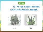 浙教版七下劳动 项目二任务二《花卉的分株繁殖》课件+教案