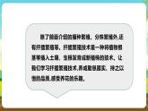 浙教版七下劳动 项目二任务三《花卉的扦插繁殖》课件+教案