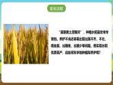 浙教版八下劳技 项目二任务一《家乡农作物种植》课件+教案