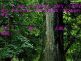 人教版音乐八年级上册：《动物世界》片头曲 课件PPT