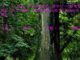人教版音乐八年级上册：《动物世界》片头曲 课件PPT