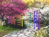 人教版音樂八年級上冊：踏雪尋梅 課件 +音頻