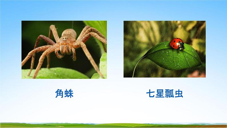 部编人教版八年级语文上册第五单元名著导读《昆虫记》教学课件PPT优秀公开课05