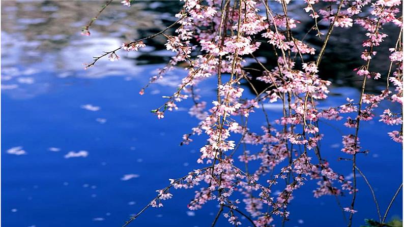 部编版八年级下册  《桃花源记》语文课件第6页