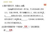 部编版八年级上册语文习题课件 第5单元 20 蝉