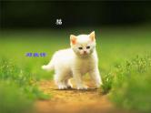 16《猫》课件1