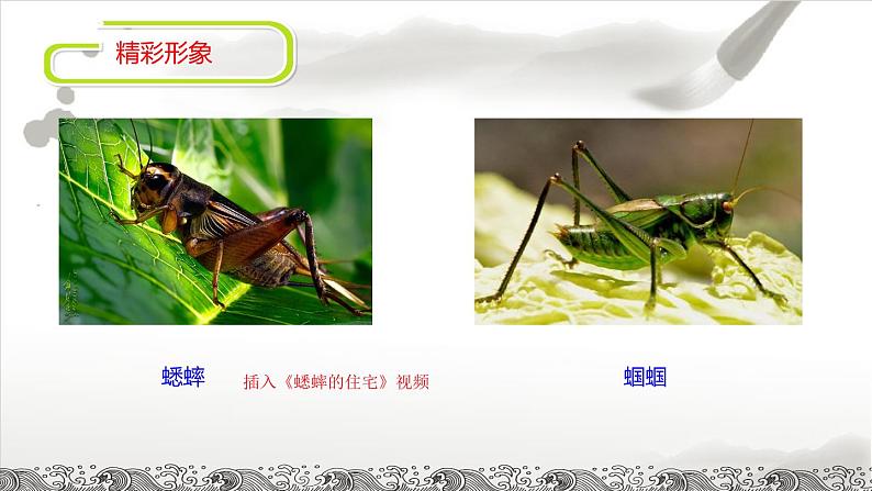 昆虫记课件PPT04