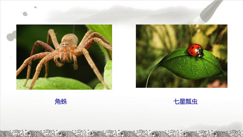昆虫记课件PPT05