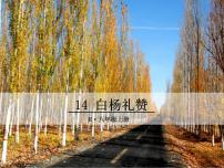 语文14 白杨礼赞教案配套ppt课件