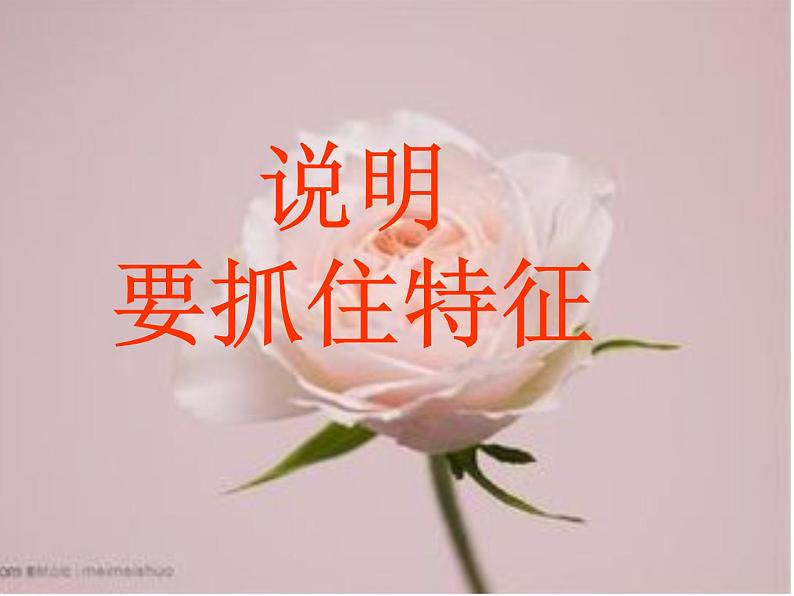 第三单元 写作  说明要抓住特征   主课件第2页