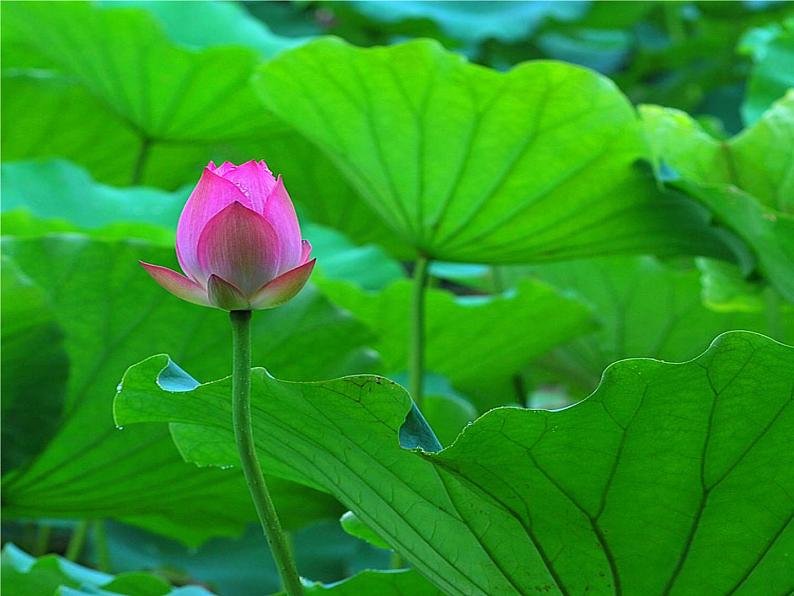 写作《多角度描写景物》1课件PPT07