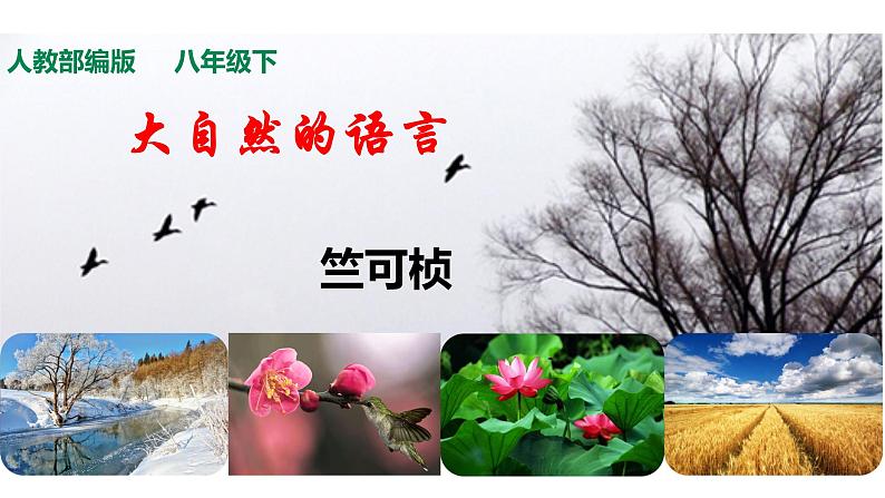 部编版语文八年级下册《大自然的语言》语文课件第1页